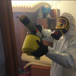Уничтожение клопов в квартире. Ковров